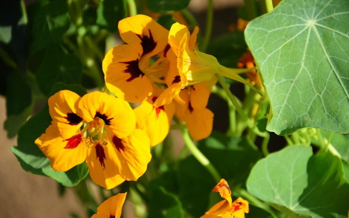 旱金莲花卉图片