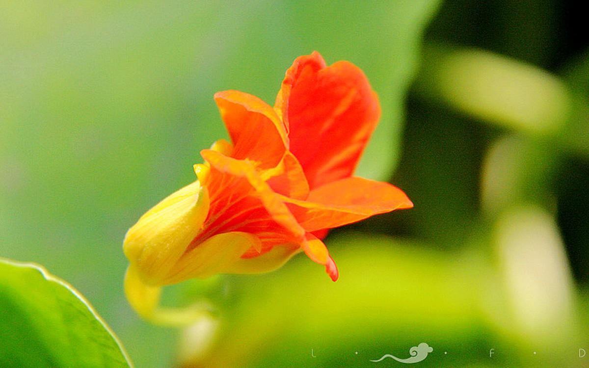 旱金莲花卉图片