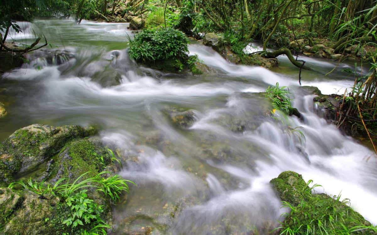 水上森林溪流美景图片