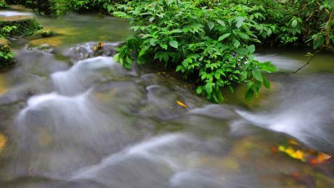 水上森林溪流美景图片