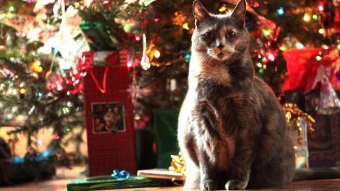 圣诞节猫咪图片