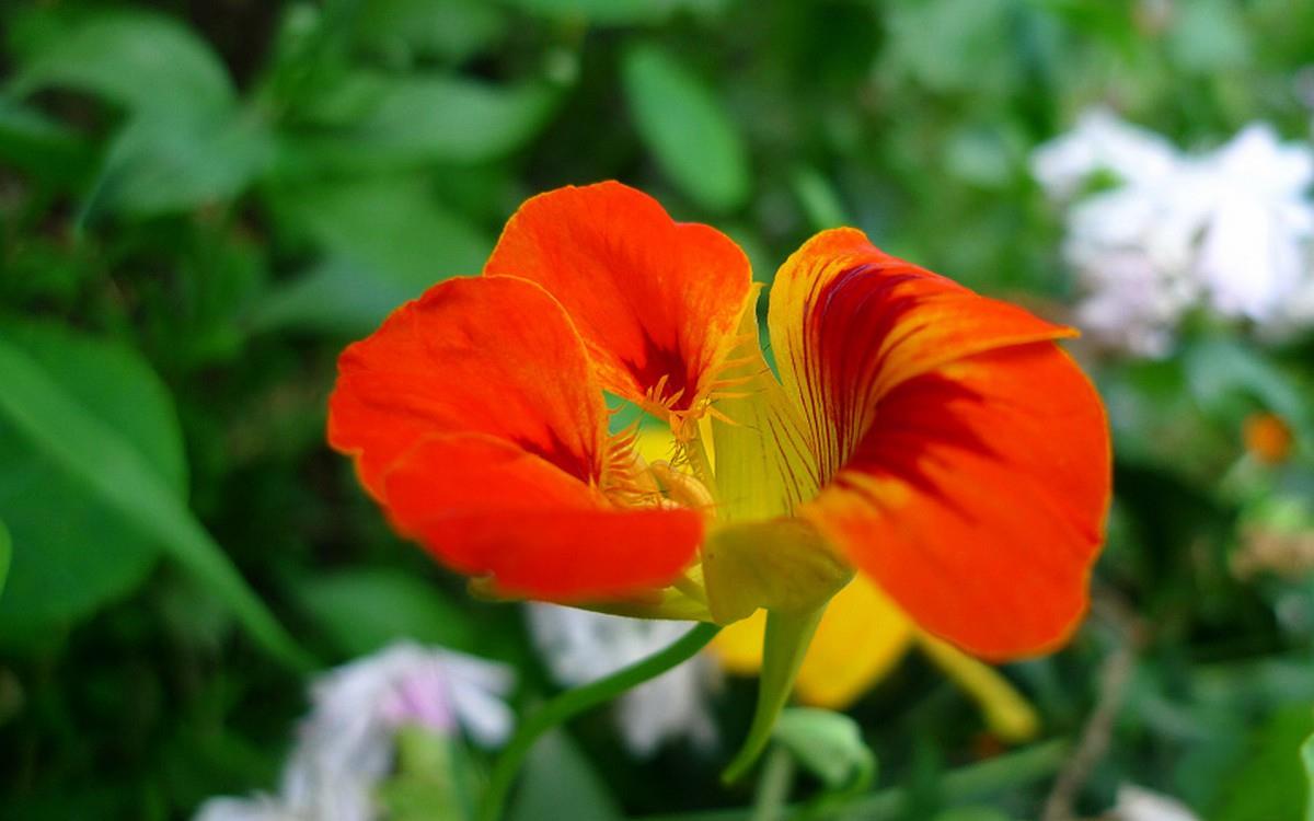 旱金莲花卉图片