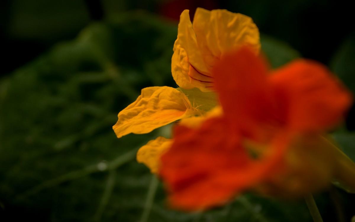 旱金莲花卉图片