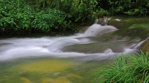 水上森林溪流美景图片