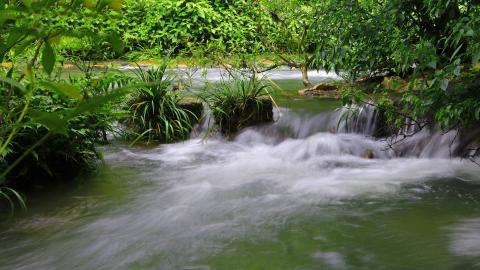 水上森林溪流美景图片