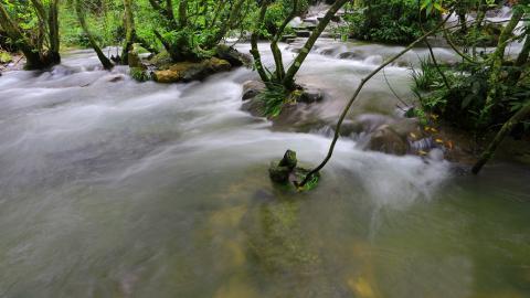 水上森林溪流美景图片