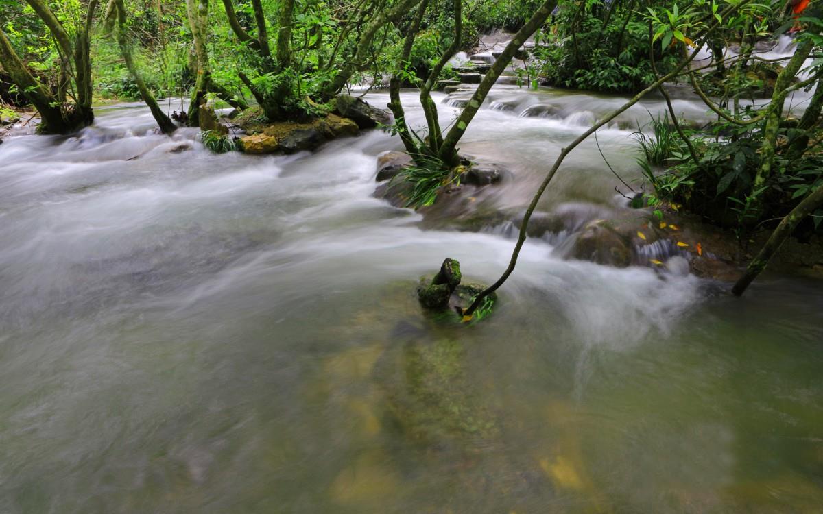 水上森林溪流美景图片