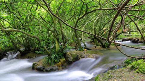 水上森林溪流美景图片