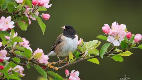 野生小鸟摄影宽屏图片