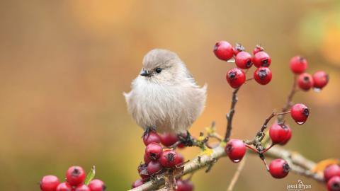 野生小鸟摄影宽屏图片