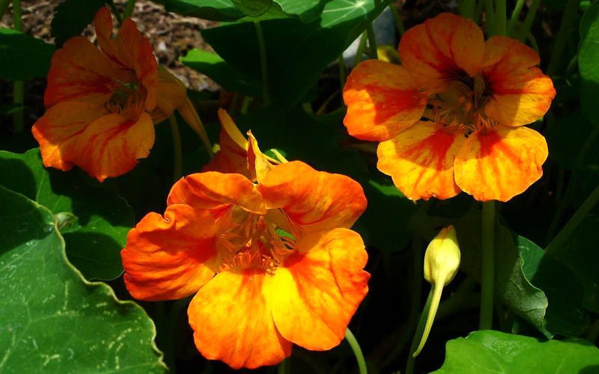 旱金莲花卉图片