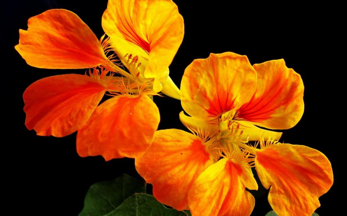 旱金莲花卉图片