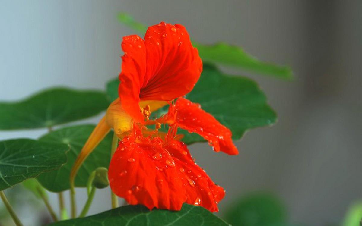 旱金莲花卉图片