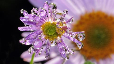 夏日清晨植物上的露珠图片(上)