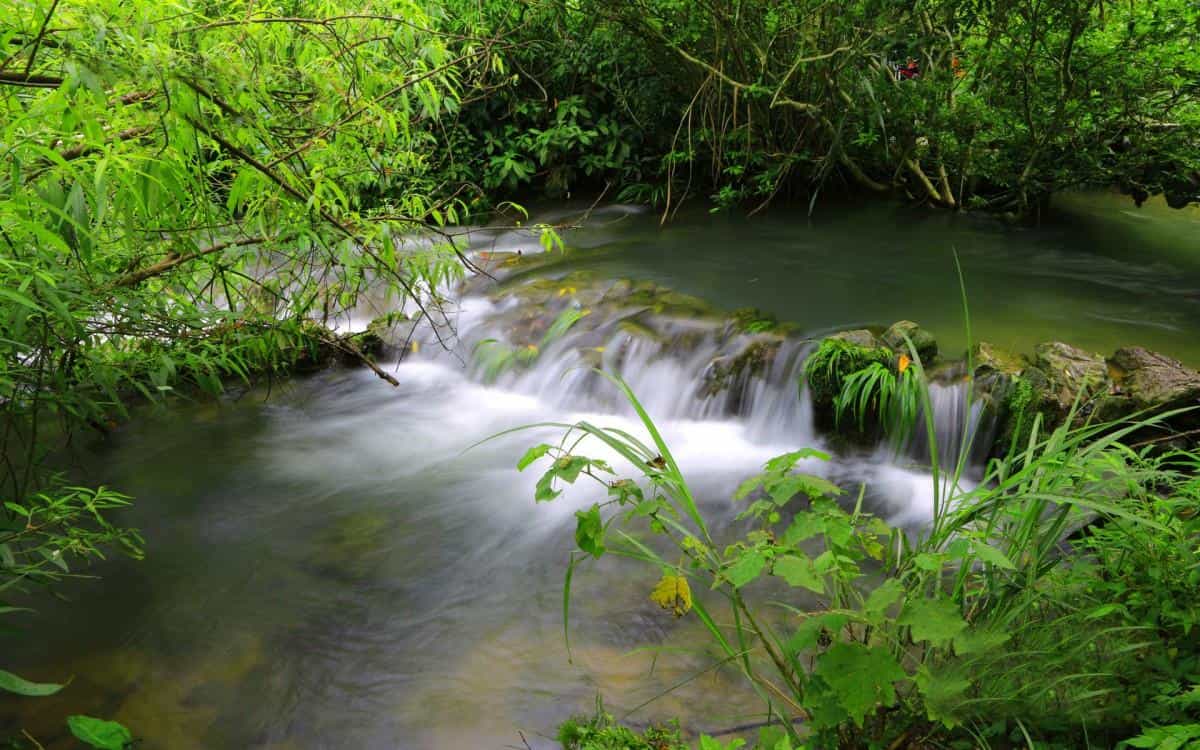 水上森林溪流美景图片