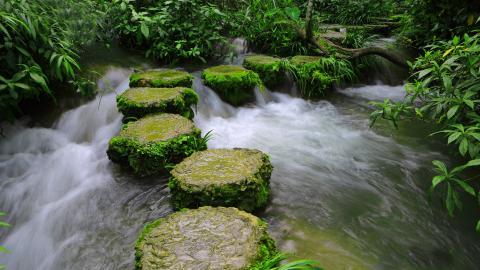 水上森林溪流美景图片