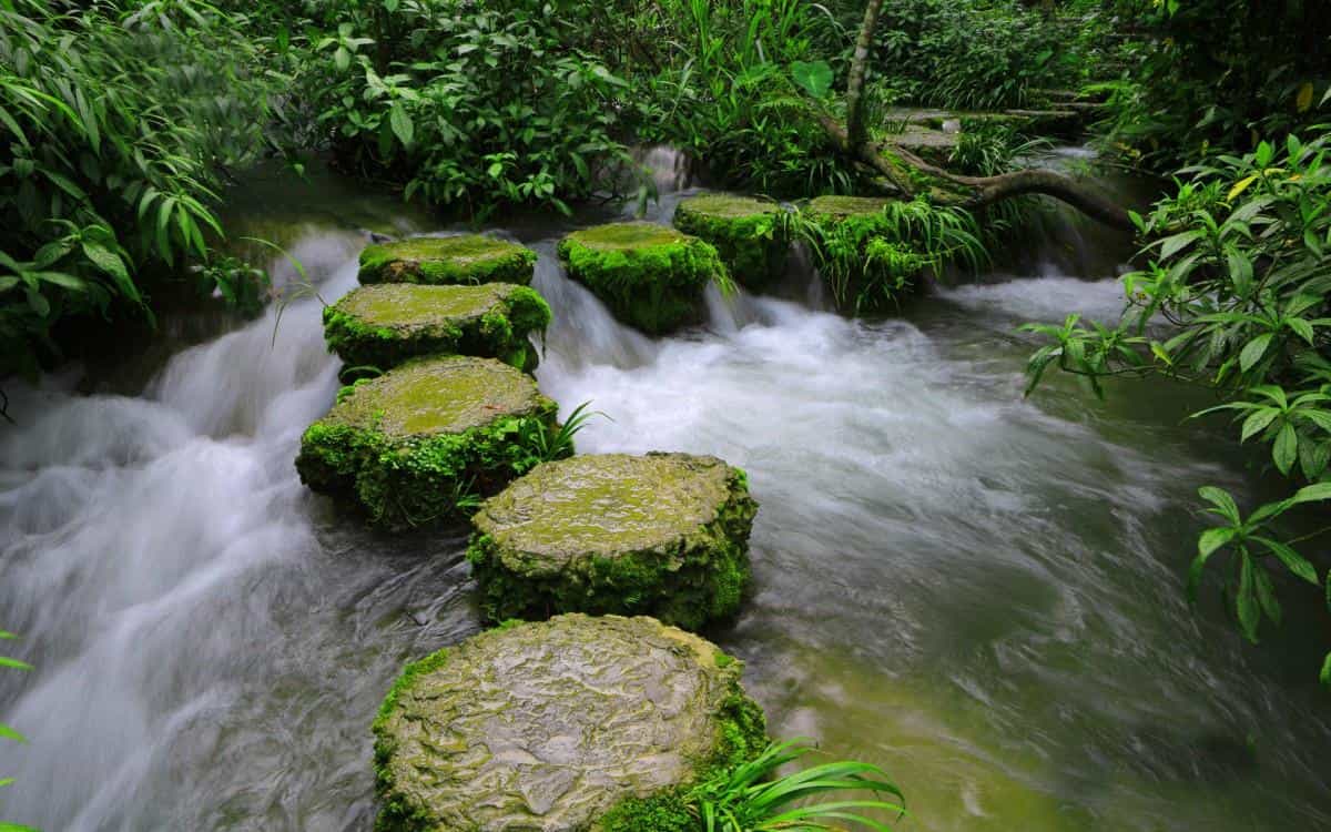 水上森林溪流美景图片