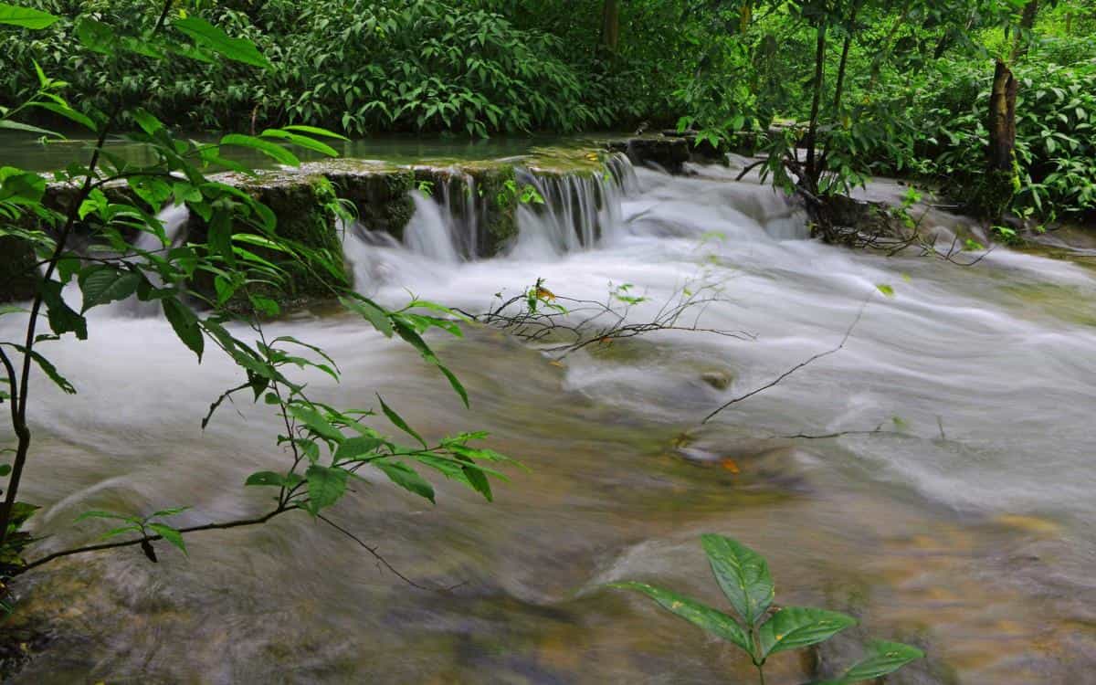 水上森林溪流美景图片