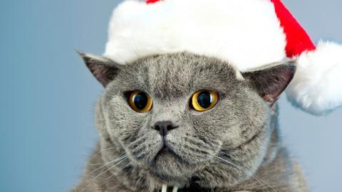 圣诞节猫咪图片
