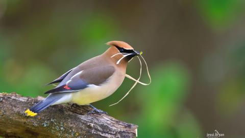 野生小鸟摄影宽屏图片