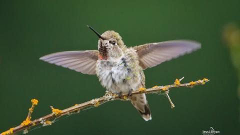 野生小鸟摄影宽屏图片