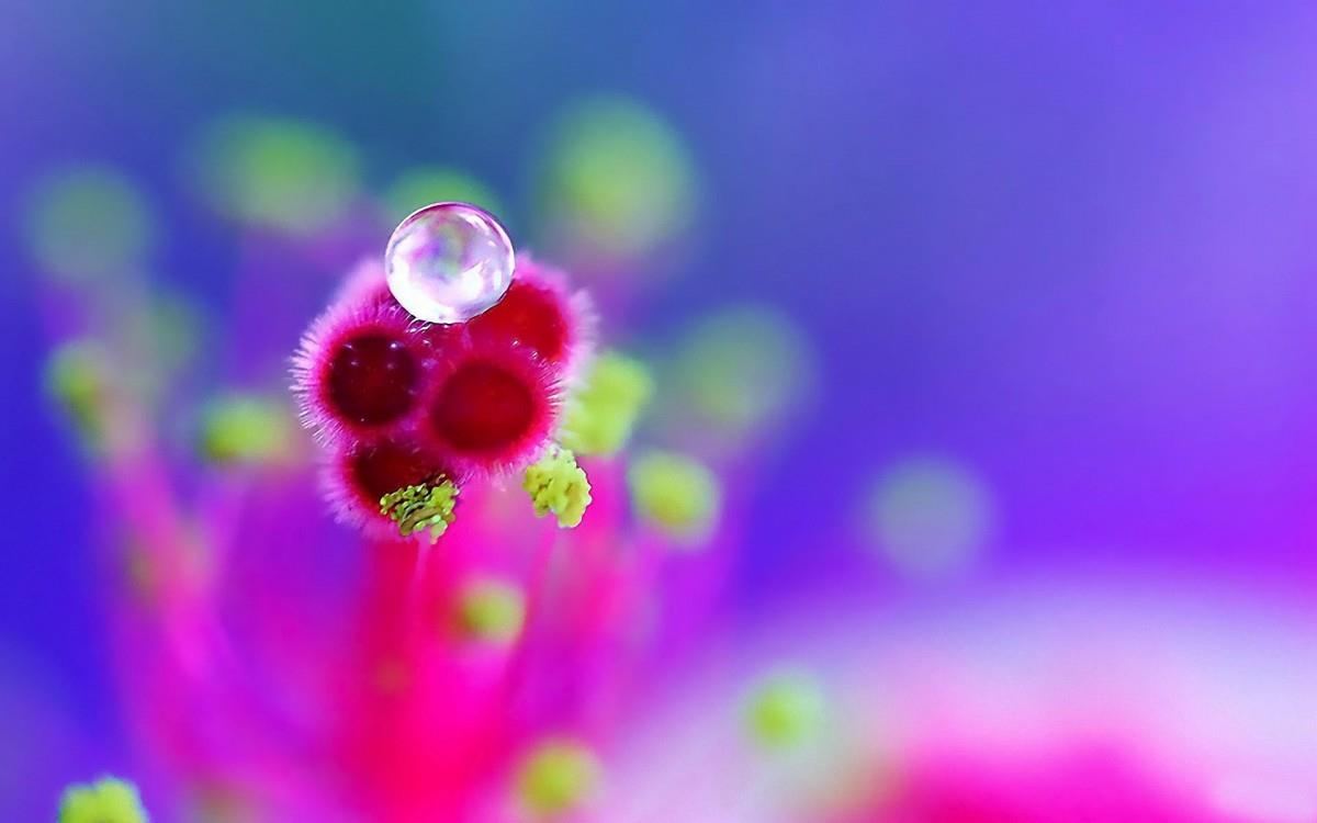 夏日清晨植物上的露珠图片(上)