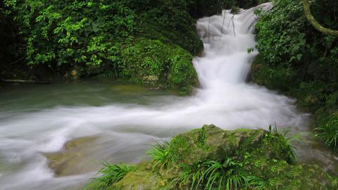 水上森林溪流美景图片