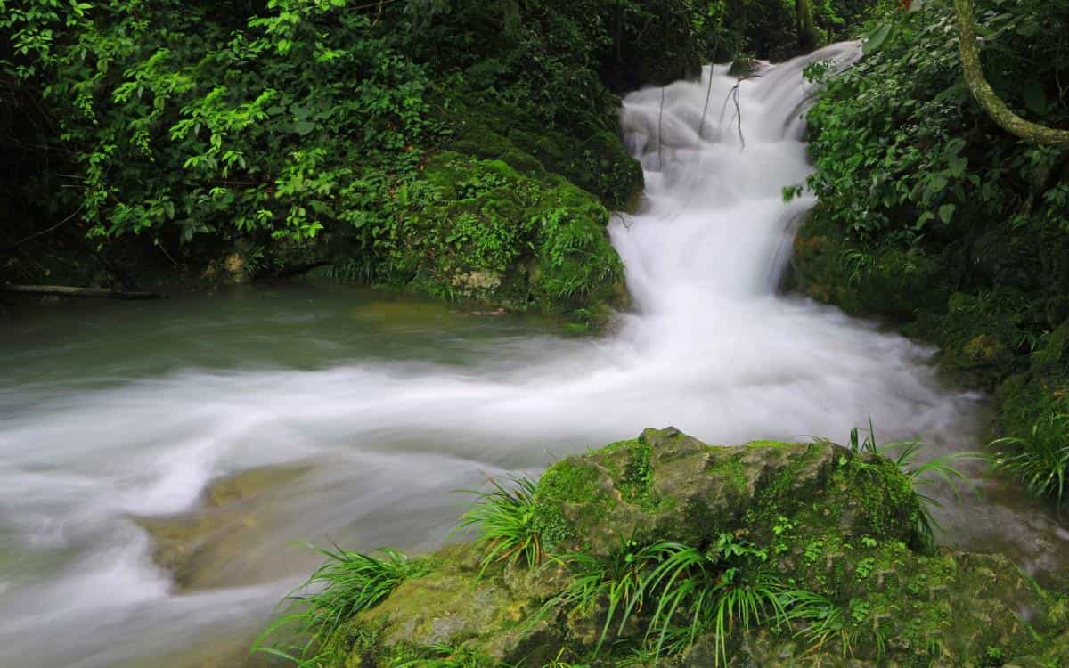 水上森林溪流美景图片
