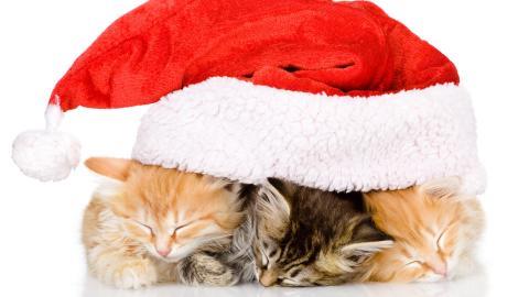 圣诞节猫咪图片