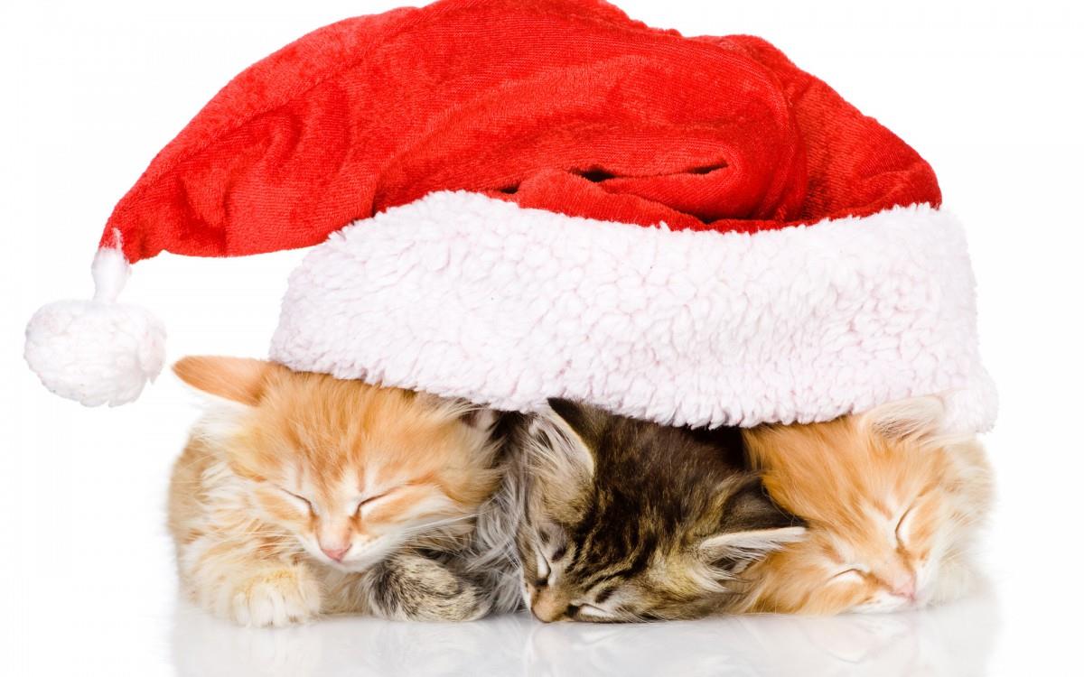 圣诞节猫咪图片