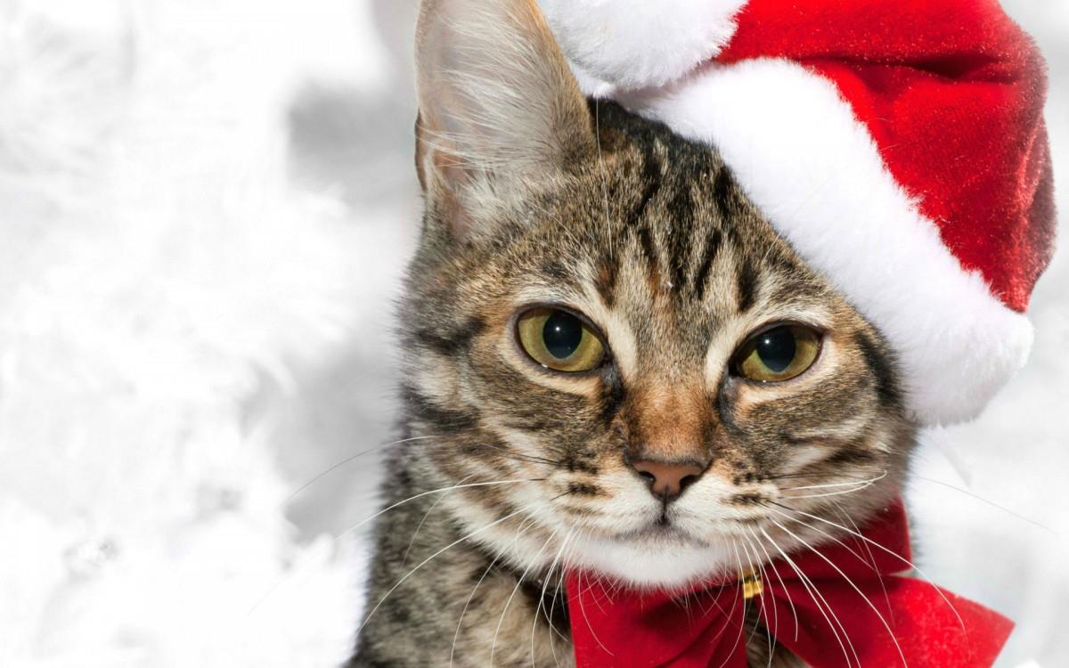 圣诞节猫咪图片