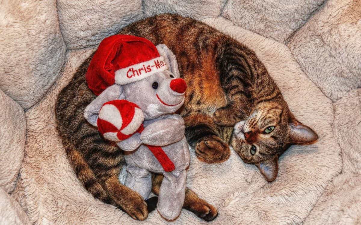 圣诞节猫咪图片