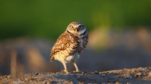 野生小鸟摄影宽屏图片