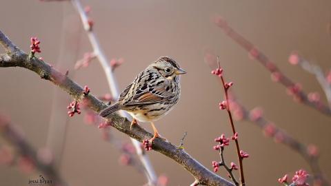 野生小鸟摄影宽屏图片