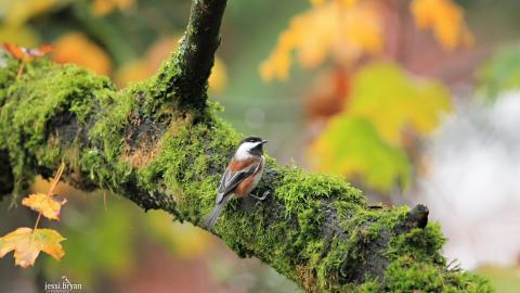 野生小鸟摄影宽屏图片