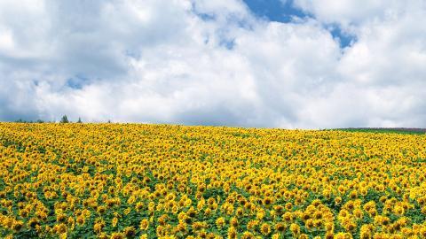 阳光下的向日葵花朵图片