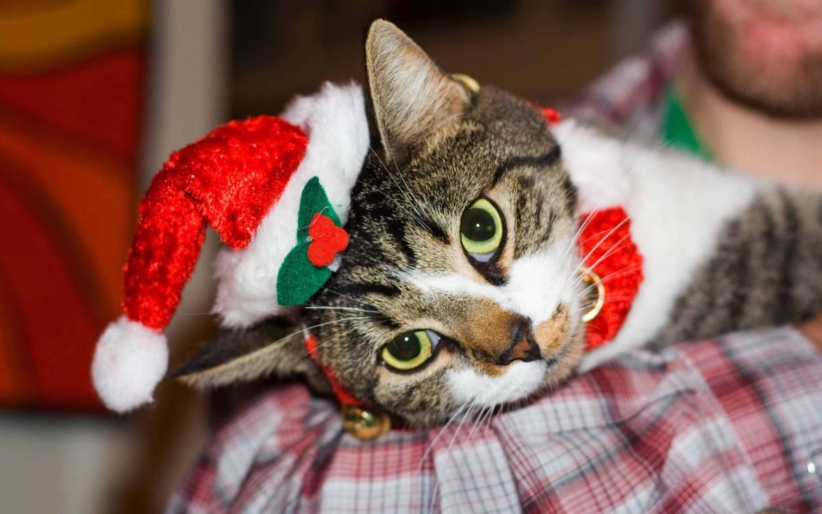 圣诞节猫咪图片