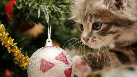 圣诞节猫咪图片