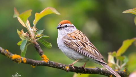 野生小鸟摄影宽屏图片