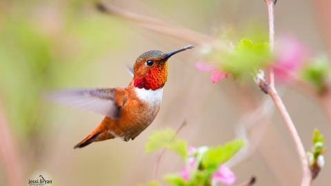 野生小鸟摄影宽屏图片