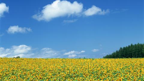 阳光下的向日葵花朵图片