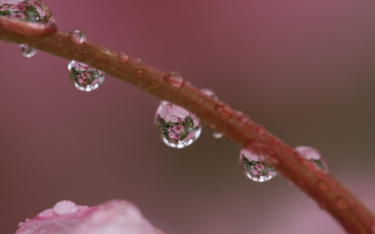 夏日清晨植物上的露珠图片(上)
