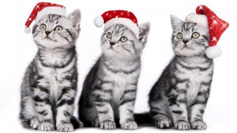 圣诞节猫咪图片