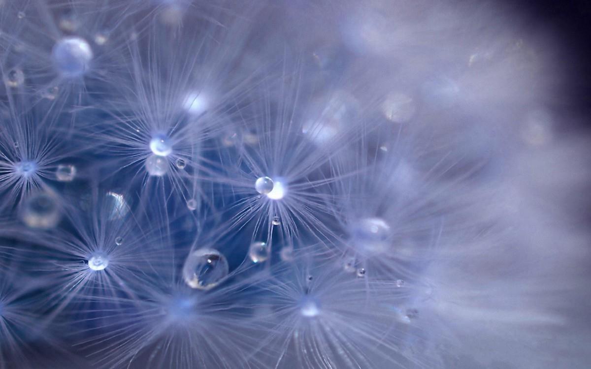 夏日清晨植物上的露珠图片(上)