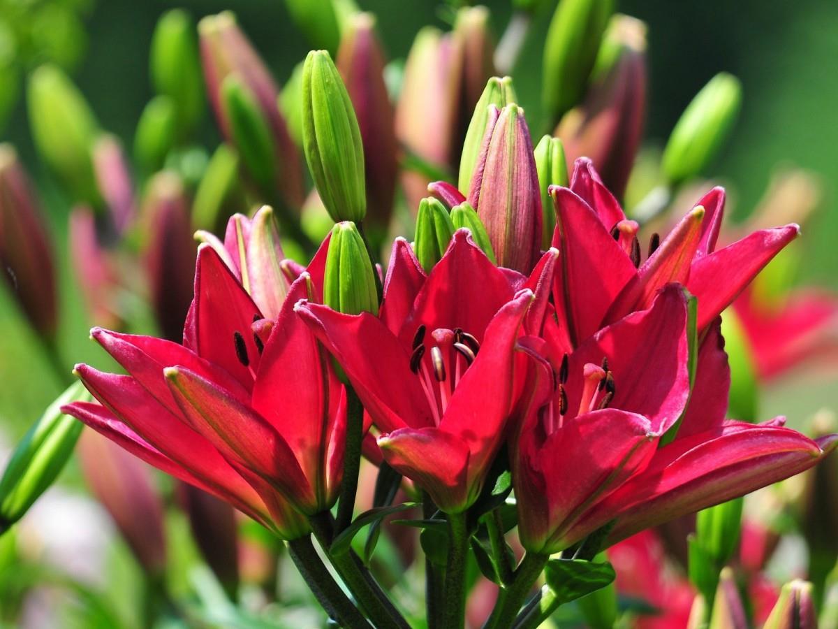 清新百合花图片