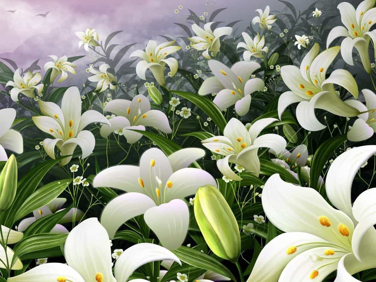 清新百合花图片