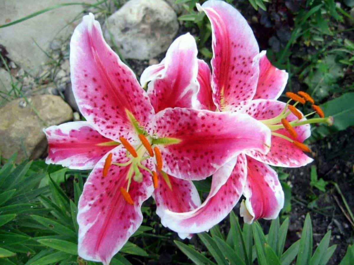 清新百合花图片