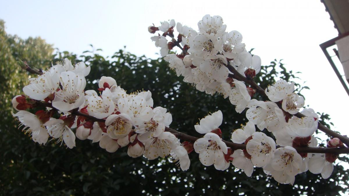 洁白的杏花图片