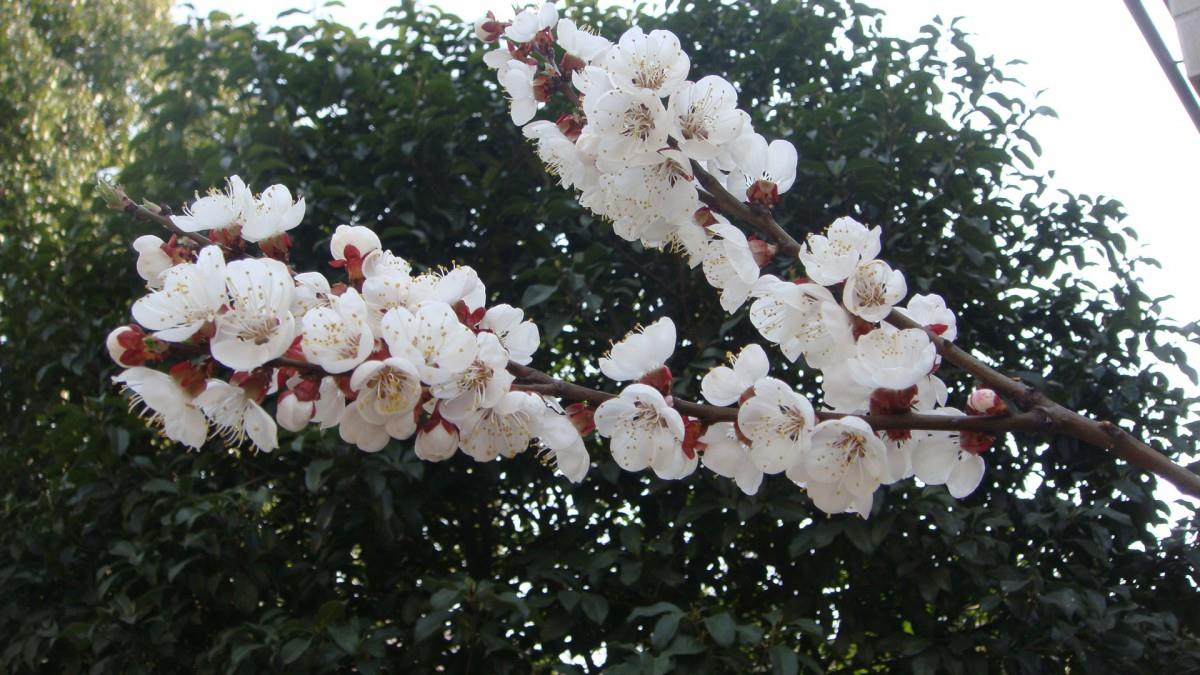 洁白的杏花图片