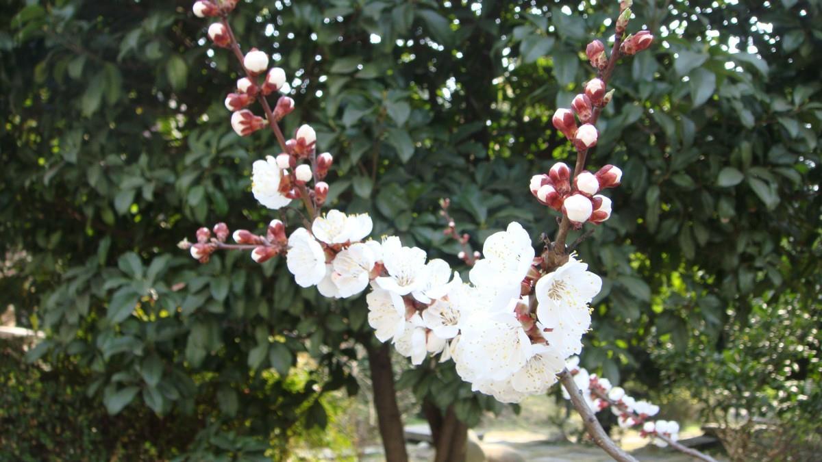 洁白的杏花图片